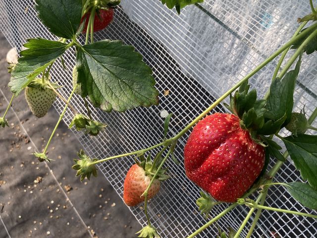 ������傫���C�`�S�����낲��B_������