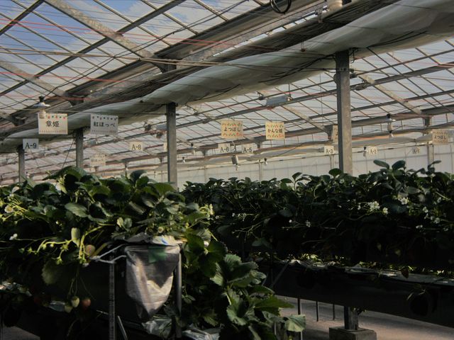 nEX̂Ȃ́AЂ낭ĂȎނ̂AłI^ԂȂA킢łB_Rx[Yt@[ G߂̍_