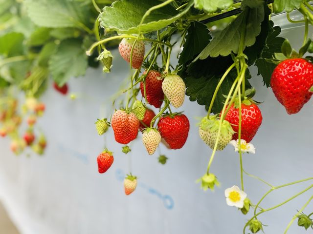 4��ނ��邢�����B�B�����������ĊÂ��Ĕ��������I_�c����