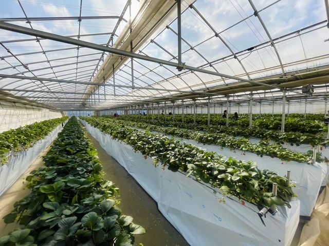 �n�E�X��1�ŁA4��ށ~3��_�c����