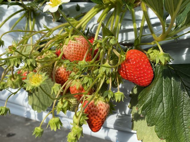 ������_���c�������t�@�[��