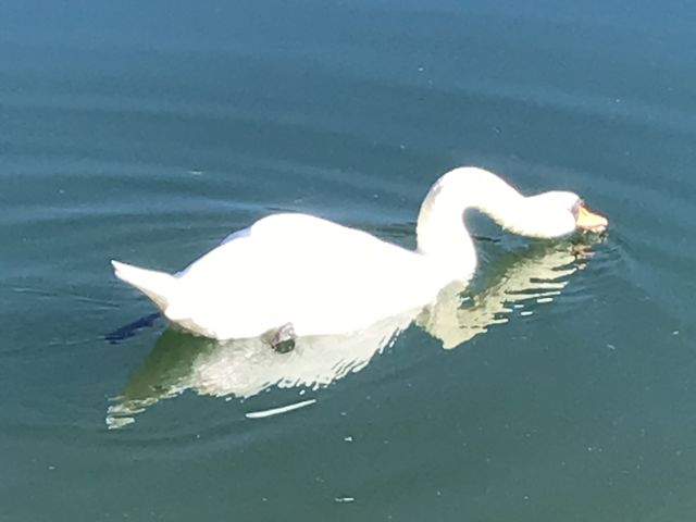 �����͐l�C��_��ɓރP��