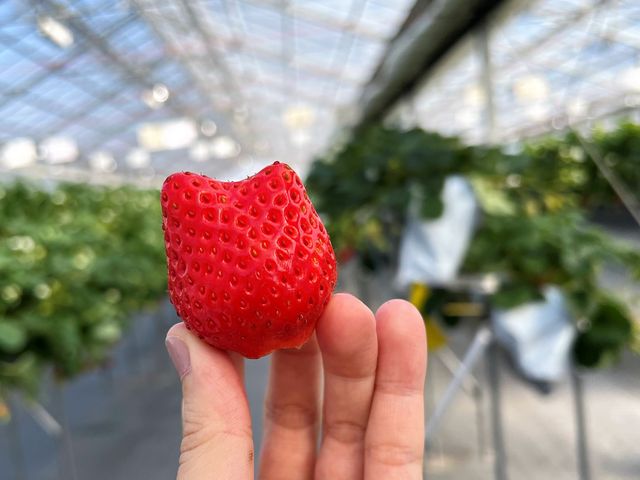 �������Â��āA�������Z���ŁA�������݂��݂������B�������������ł�(^^)�@�����Ȗ����y���߂�܂��B_�R�����x���[�Y�t�@�[�� �G�߂̍���_��