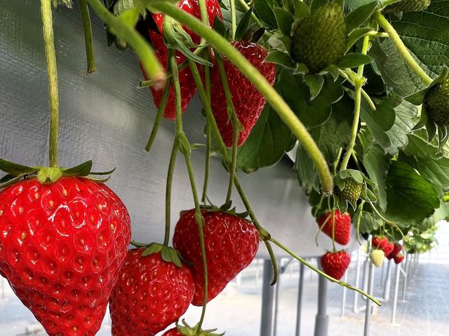 �^���ԂŐH�ׂ���̂��������A����`��I�傫�������낢��Ȃ̂ŁA�H�ׂ₷���ł��B_�R�����x���[�Y�t�@�[�� �G�߂̍���_��