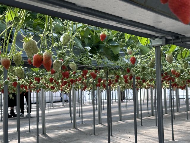 ���������C�`�S���_�ݓc�̔�