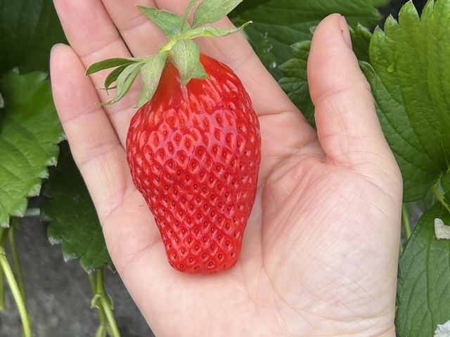 �͕P�Ƃ̕i��ŁA���肪�悭���������A���悭�Â��Ŕ������������B���N�̏�䕎�肷�����悩�����B_�}���C�_��