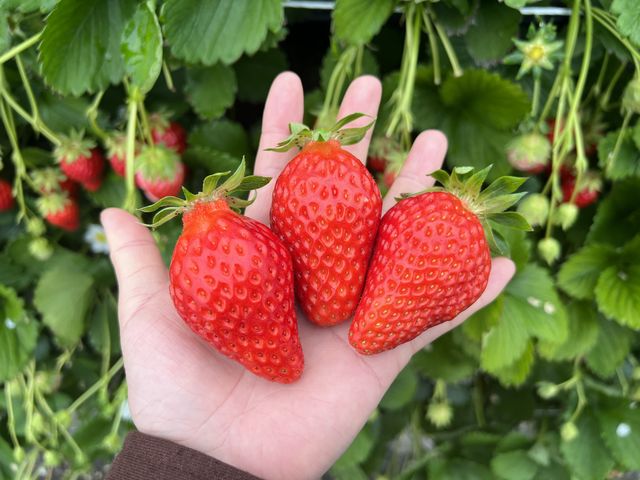 �͕P�Ƃ̕i��ŁA���肪�悭���������A���悭�Â��Ŕ������������B���N�̏�䕎�肷�����悩�����B_�}���C�_��