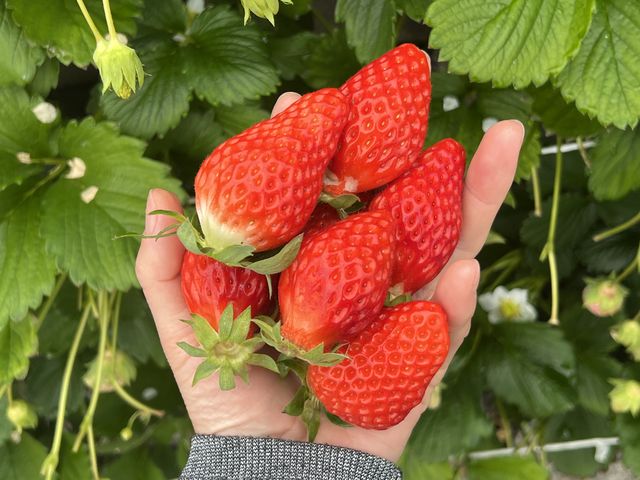 �͕P�Ƃ̕i��ŁA���肪�悭���������A���悭�Â��Ŕ������������B���N�̏�䕎�肷�����悩�����B�喞��_�}���C�_��