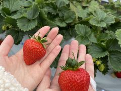RyunosukẽImEG_`Strawberry Farm gRubyh`ւ̓eʐ^1