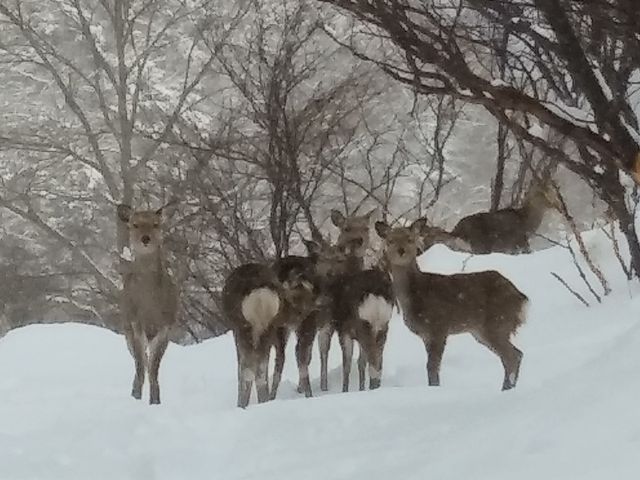 �z�e���̒��ԏ�e�Ɏ��̌Q��B_�w�_������