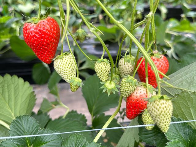 �n���Ă�B�A���������B�Â��B_�G�ߑ̌��_��@�Ԃ̊C