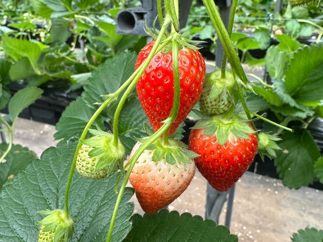 ���̂܂܂ł��Â��B_�G�ߑ̌��_��@�Ԃ̊C