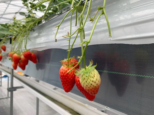 4i킠ẢwłȂȂwoȂi킪HוȂ̂łƂĂǂłB_c