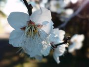 yu]cyan̐Vpق̓eʐ^1