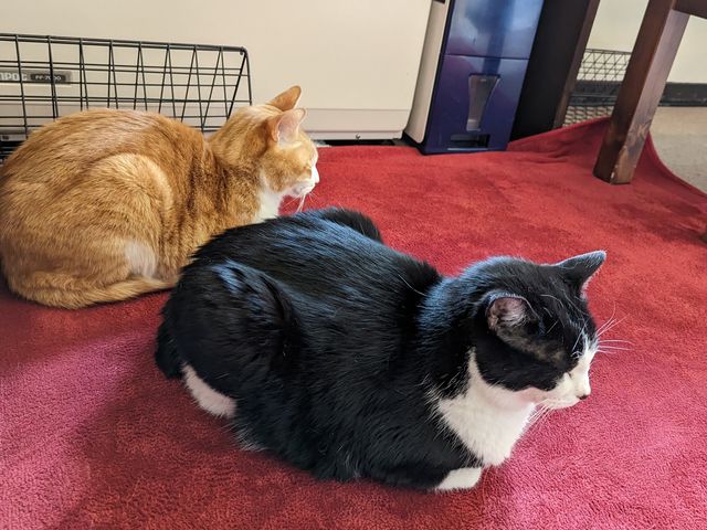 �q�[�^�[�O�ŉ�������_�~���[�L�[�Y