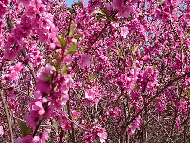 花桃の里】アクセス・営業時間・料金情報 - じゃらんnet