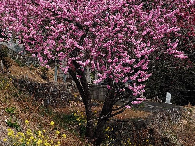 花桃の里】アクセス・営業時間・料金情報 - じゃらんnet