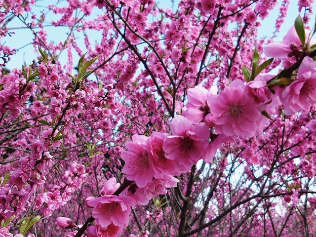 yu]cyan̉ԓ̗̓eʐ^2