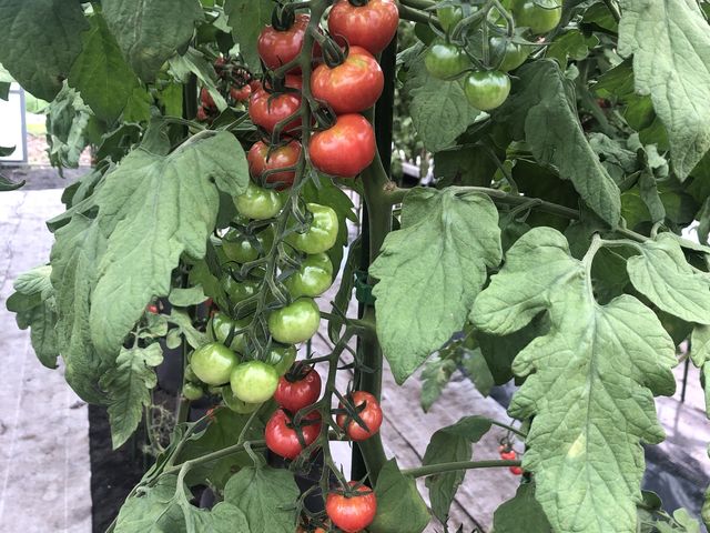 �Ղ��Ղ�g�}�g_���^�~�I�[�K�j�b�N�����h