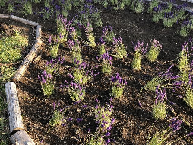 �n�[�u�K�[�f��_���^�~�I�[�K�j�b�N�����h