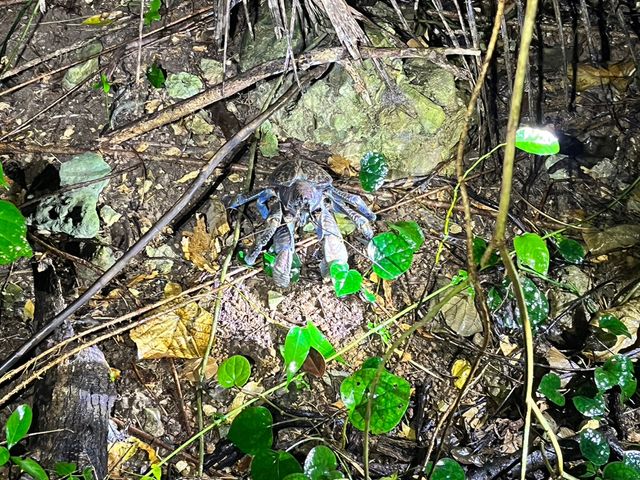 �����Ō����邱�Ƃ��ł����A�c�A�[���ő�̃��V�K�j_�{�Ó� ADVENTURE PiPi