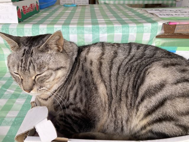 �L�X��_���������̋��@���V�������_��