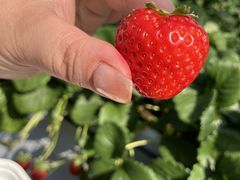 �X�}�}����̂Ȃ�x���[�t�@�[���ւ̓��e�ʐ^1