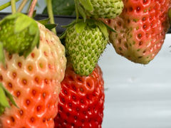 ܁[񂳂̂܃x[1ւ̓eʐ^1