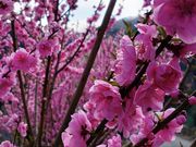 yu]cyan̉ԓ̗̓eʐ^2