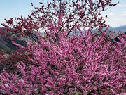 yu]cyan̉ԓ̗̓eʐ^5