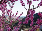 yu]cyan̉ԓ̗̓eʐ^1