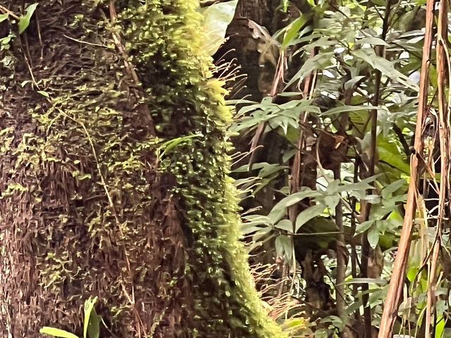 �ۂ̖E�q����_�����g���b�N