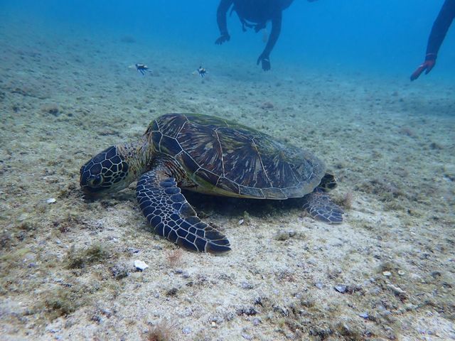 E~Kɂ܂I_marine assist DEMI