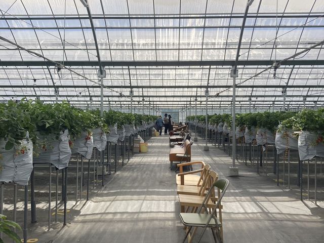 �Ђ�[���I_�����̂������_��