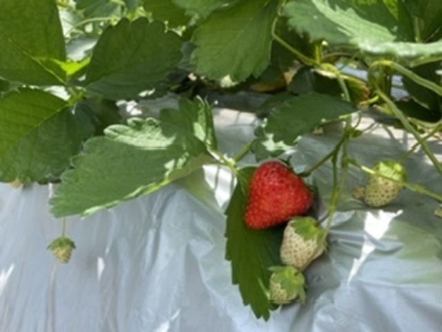 �^���ԂȂ�����_�Ђ��܂�_��