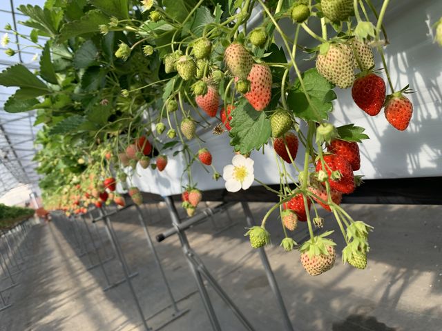 �傫���Đ^���ԂȃC�`�S����������!_�ό��_�� Bee my Berry