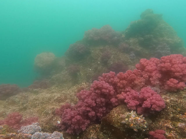 �\�t�g�R�[�������J_�A�g���G���E�g