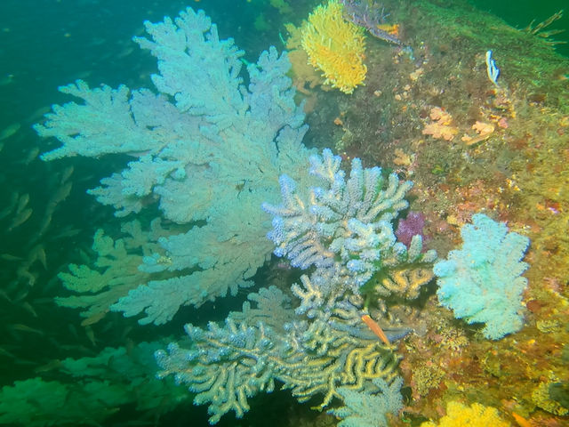 �\�t�g�R�[�����A�N�₩�ł���_�A�g���G���E�g