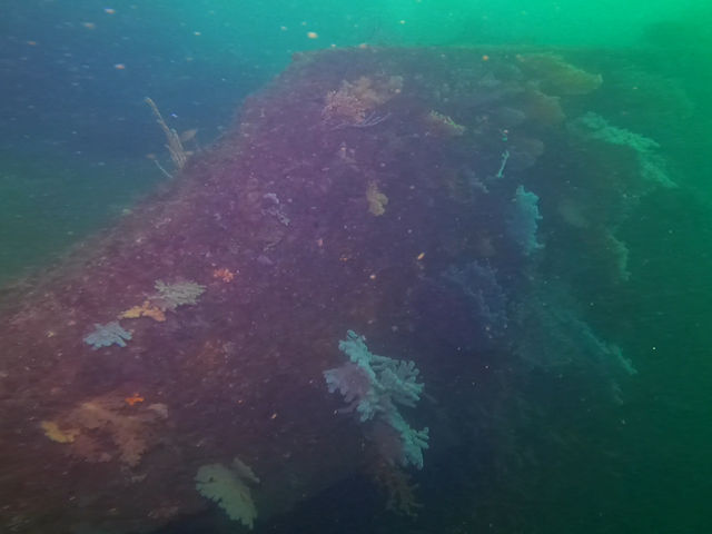 ���D����A�\�t�g�R�[��������R_�A�g���G���E�g