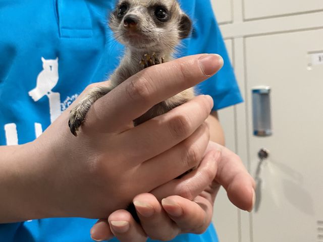 �~�[���L���b�g�̐Ԃ����_animal cafe fuleca �O�{�X