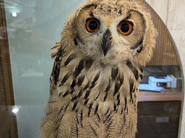 �|�b�|�����_animal cafe fuleca �O�{�X