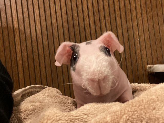 �X�L�j�[�s�b�O�H_animal cafe fuleca �O�{�X