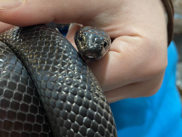 ���ւ����_animal cafe fuleca �O�{�X