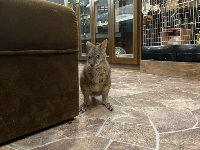 �����r�[�̐Ԃ����_animal cafe fuleca �O�{�X