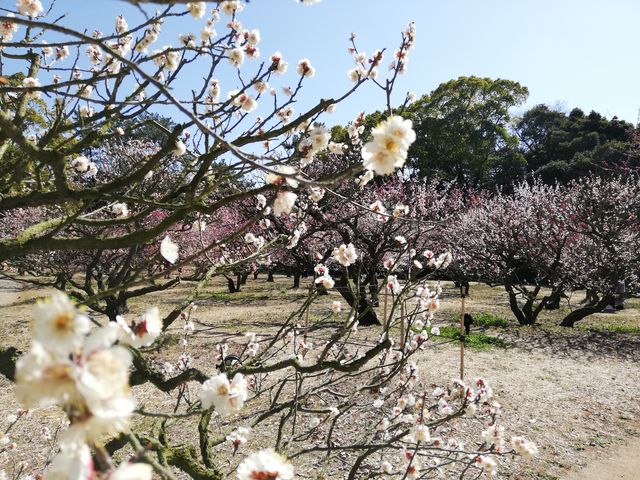 �k�~��_�I�ь����̔~