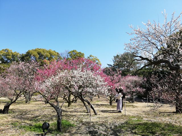 �F�X�Ȏ�ނ̔~�����o�}��_�I�ь����̔~