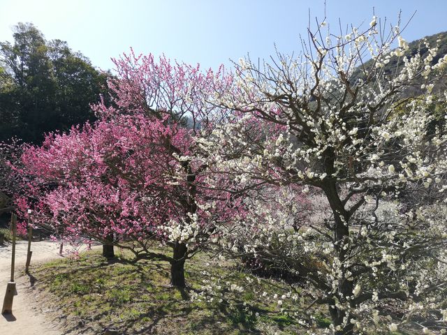 ��~��_�I�ь����̔~