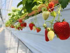 �B����񂳂�̑t�̐X �Ȃ��� village�ւ̓��e�ʐ^1