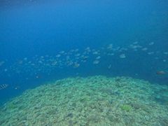 ₳̃}Nu Gigiւ̓eʐ^1