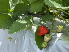 ݂񂳂̂Ђ܂_ւ̓eʐ^1